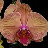 Phal. Younghome Golden Leopard "167"