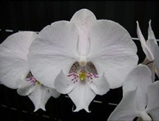 Phal. Younghome Princess "196"