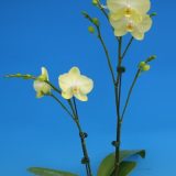 Dtps. K'S Apple Green "Norman"：圖片 2