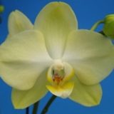 Dtps. K'S Apple Green "Norman"