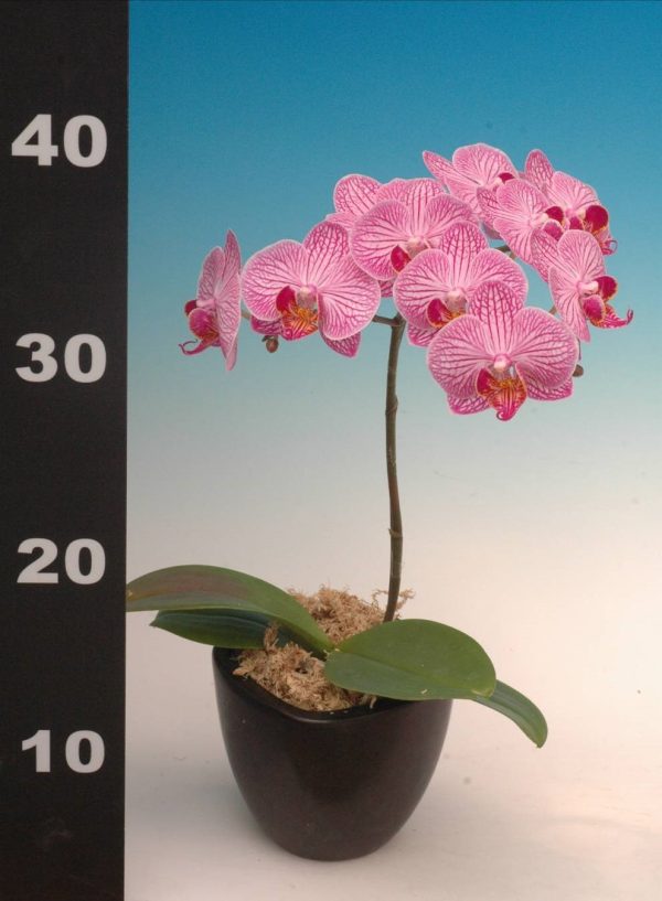 Phal. Taisuco Invoke：圖片 2