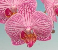 Phal. Taisuco Invoke