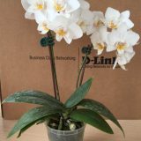 Phal. Pinlong Neptune：圖片 3