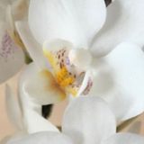 Phal. Pinlong Neptune