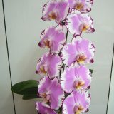Dtps. Jiuhbao Fairy "Jiuhbao Angel"：圖片 3