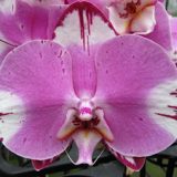Dtps. Jiuhbao Fairy "Jiuhbao Angel"