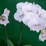 Phal. Yu Pin Fireworks X Dtps. Yu Pin Ocicat "10"：圖片 3