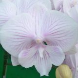 Phal. Yu Pin Fireworks X Dtps. Yu Pin Ocicat "10"