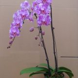 Dtps. Yu Pin Dream Girl "9098"：圖片 3