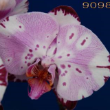 Dtps. Yu Pin Dream Girl "9098"