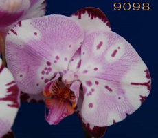 Dtps. Yu Pin Dream Girl "9098"