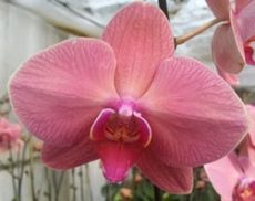 Dtps. Jiuhbao Golden Castle