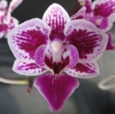 Phal. Chi Yueh Pheonix