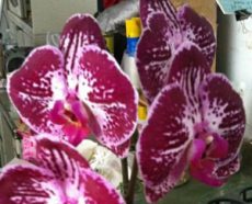 Dtps. Green Field Red Zuul "08"