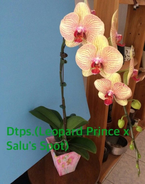 Phal. Leopard Prince X Salu's Spot：圖片 2