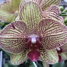 Phal. Leopard Prince X Salu's Spot