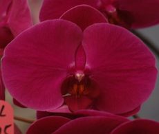 Phal. Gan Lin Red Girl "175"