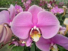 Phal. Yi Shing "164"