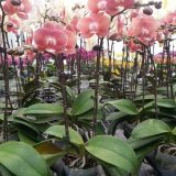 Phal. GC Reyoung Salmon：圖片 3