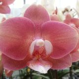 Phal. GC Reyoung Salmon