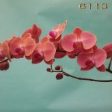Phal. Yu Pin Peach Girl "6113"：圖片 3