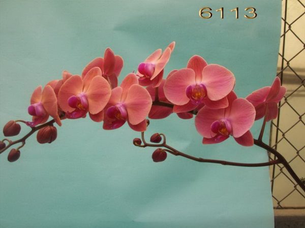 Phal. Yu Pin Peach Girl "6113"：圖片 3