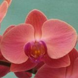 Phal. Yu Pin Peach Girl "6113"