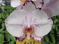 Dtps. Yu Pin Dream Girl "9053"