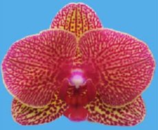 Dtps. I-Hsin Picture "KH7357"