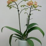Phal. Camela's Pixie  X Phal. Sogo Medal：圖片 3