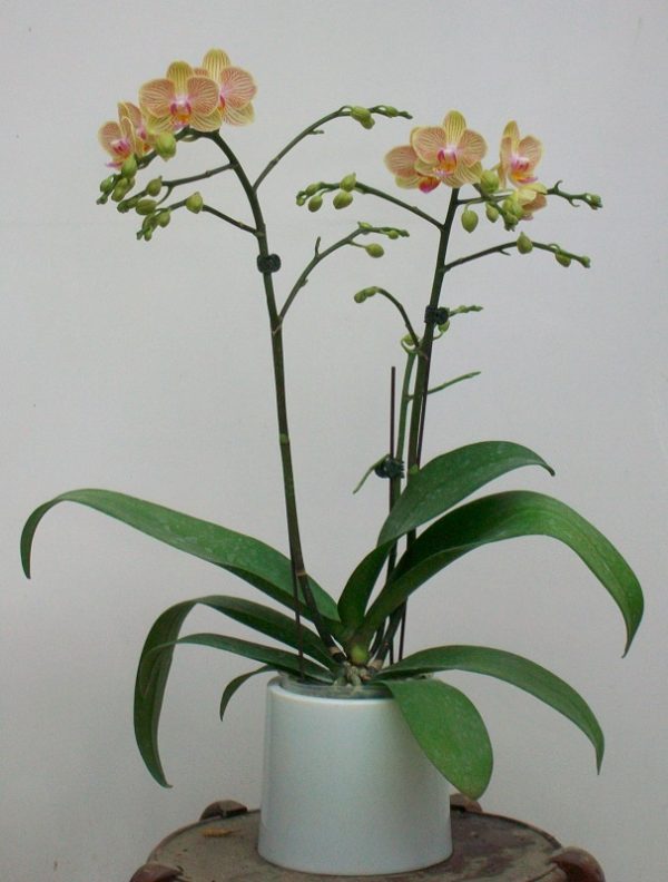 Phal. Camela's Pixie  X Phal. Sogo Medal：圖片 3