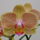 Phal. Camela's Pixie  X Phal. Sogo Medal