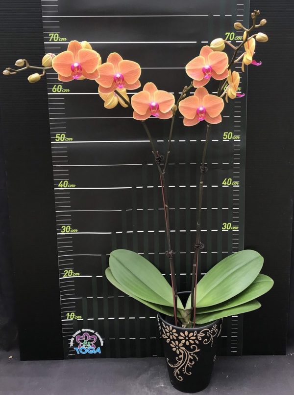 Dtps. Sin-Yaun Golden Beauty X Phal. Lawless Trovatore：圖片 2