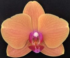 Dtps. Sin-Yaun Golden Beauty X Phal. Lawless Trovatore