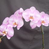 Dtps. OX Hinamatsuri "1511"：圖片 2