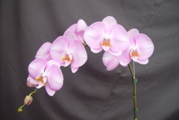 Dtps. OX Hinamatsuri "1511"：圖片 2