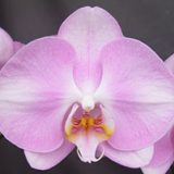 Dtps. OX Hinamatsuri "1511"
