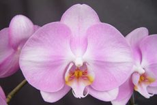 Dtps. OX Hinamatsuri "1511"