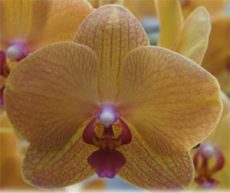 Phal. GC Reyoung Saba