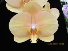 Phal. OX Lottery Prince