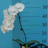 Phal. GC Reyoung Tender：圖片 3