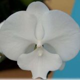 Phal. GC Reyoung Tender