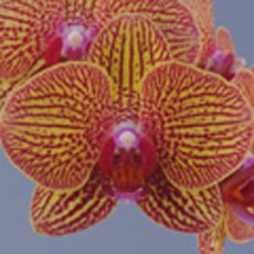 Dtps. I-Hsin Yellow Leopard "IS1668"