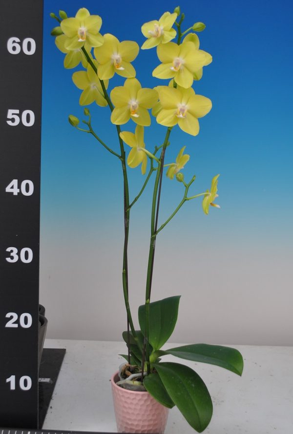 Phal. Taisuco Glory "28701"：圖片 3