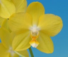 Phal. Taisuco Glory "28701"
