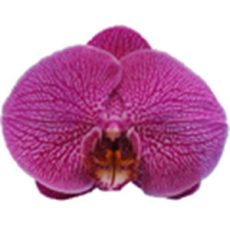 Dtps. K S Maple