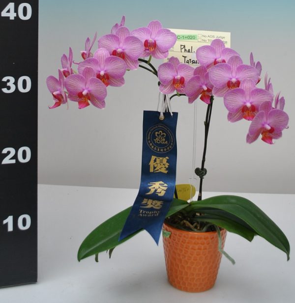 Phal. Taisuco Invoke "26963"：圖片 2