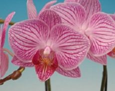 Phal. Taisuco Invoke "26963"