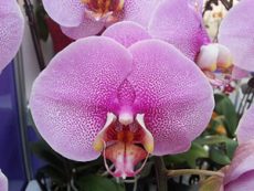 Phal. Lin's Genki