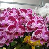 Phal. GC Reyoung Corona：圖片 3